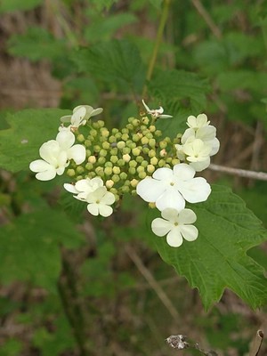 photo of Guelder Rose