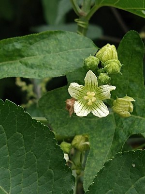 photo of White Bryony